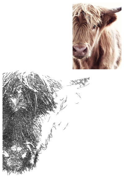 Close-up portrait of a charming brown Highland cow with long, textured horns. Standing in front of a white wall, looking directly at the camera.