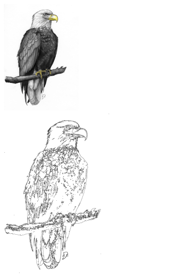 Drawing of a regal bald eagle perched confidently on a branch, showcasing its distinctive white head and fierce gaze, in black and white.