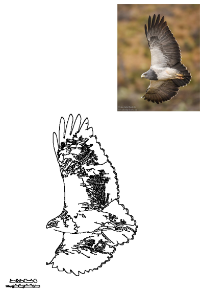 A black-chested buzzard-eagle soars through the air. This large bird has its wings spread wide, showcasing its patterned feathers as it flies. 