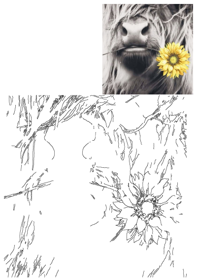 Grayscale Highland cow portrait with a vibrant yellow sunflower. Unique Highland cow art blending cow photography with floral contrast.