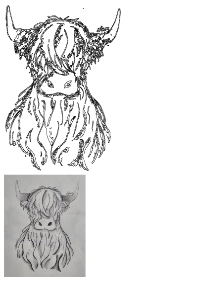 Pencil drawing of a highland cow with long wavy hair covering its eyes and distinctive, long horns curling out from the sides of its head.