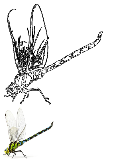 Green and black dragonfly with intricate wings on a white background. Stock photo showing the dragonfly in detail.