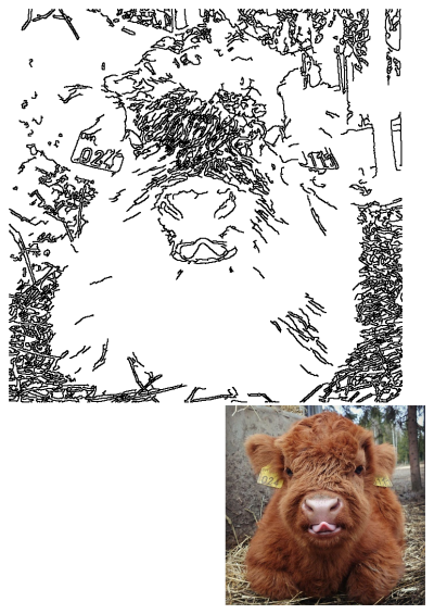 A cute, fluffy brown Highland cow with yellow tags on its ears, sitting in the hay and looking directly at the camera with its tongue out.