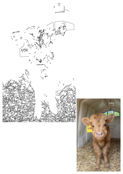 A cute baby cow standing in hay with a yellow tag on it's ear and looking at the camera with soft fur and curious eyes.