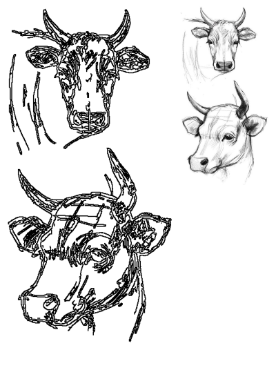 Detailed sketch of two cow heads with horns. The cows are drawn in a realistic style, with attention to detail in the faces and horns.