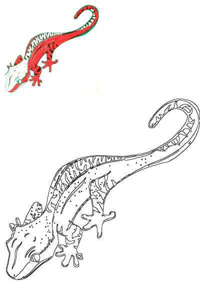Drawing of a red and white lizard with black stripes against a clean white background. Illustration of a reptile, showcasing unique patterns.