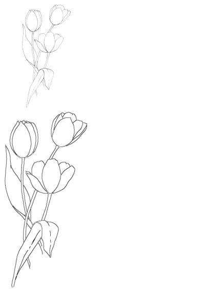 Drawing of three tulips on a white background. A simple floral illustration featuring elegant tulips with leaves in a minimalist style.