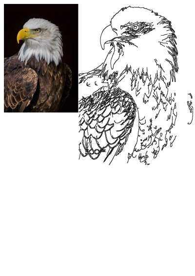 A striking portrait captures an eagle standing proudly against a black backdrop, showcasing its majestic features and intense gaze. Wildlife photography.