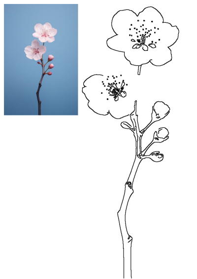 Close-up of a Blossom. Delicate pink cherry blossom with buds on a branch, set against a calming blue background. 