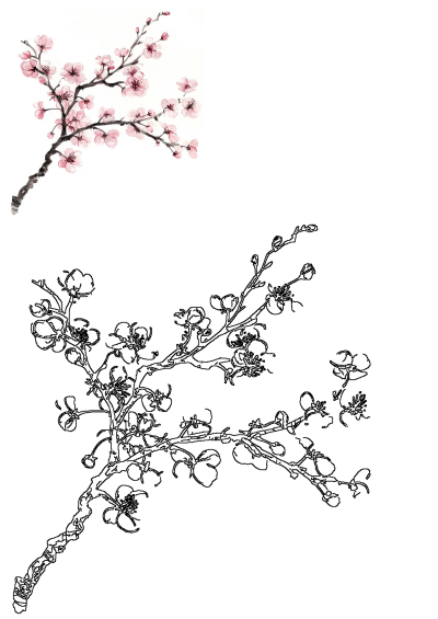 Watercolor and ink painting of a cherry blossom branch with delicate pink flowers against a white background. Depicts spring bloom.