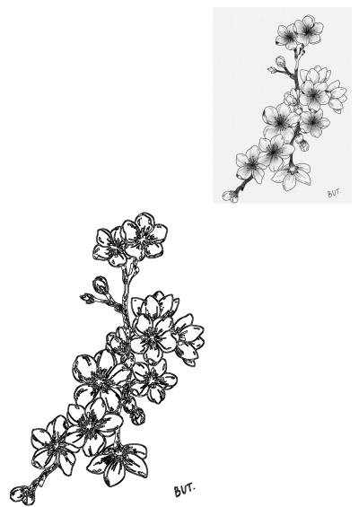 Black and white drawing of a cherry blossom branch with flowers and buds. Floral illustration with delicate details. 