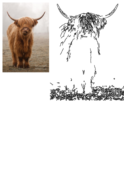 A fluffy highland cow with long horns stands in a grassy field on a foggy day, looking directly at the camera. 