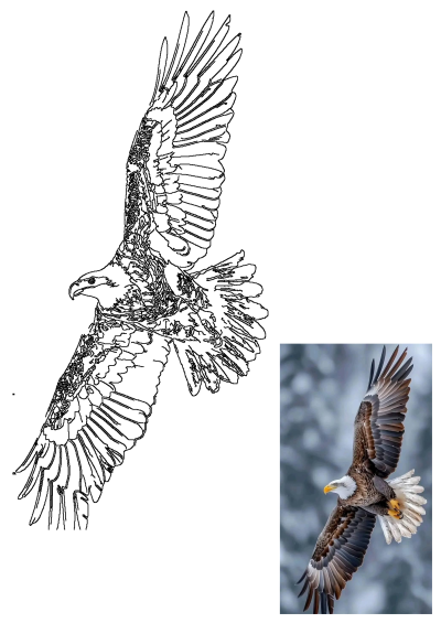 Majestic eagle flying through the air with its wings fully spread. The bird's detail is beautiful, showing the feathers. 