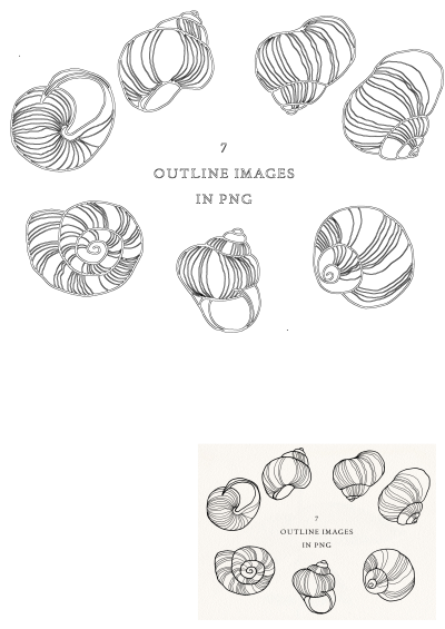 7 seashell outline images in PNG format. Use these seashell clipart images for your design, great for crafts or educational purposes.