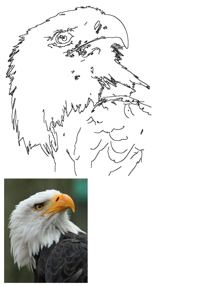 A close-up of a majestic bald eagle. It features an orange beak and a distinctive white head. The background is soft and blurry. 