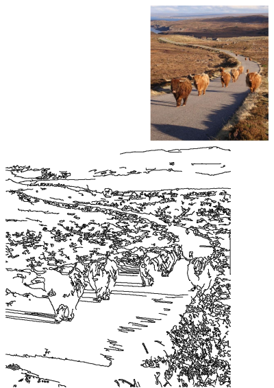 Some very cute furry Highland cows walking down a road by the water's edge, with rolling hills in the background. 