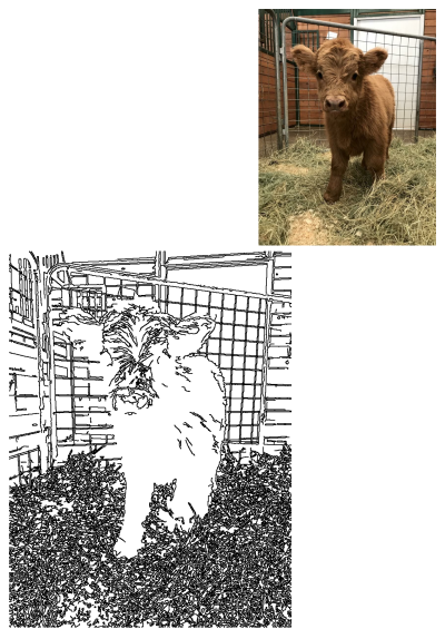 Baby Highland cow, Bugley, stands in hay by a metal fence and brick wall. Bugley has a Facebook page. Adorable farm animal content.