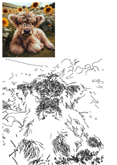 A fluffy brown and white Highland cow calf sitting in a lush field of vibrant yellow sunflowers. The perfect image to brighten your day.