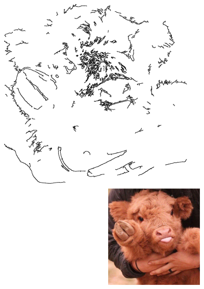 A fluffy brown Highland calf sticking its tongue out, being held. Close-up showing the cute baby cow in someone's arms and hand.