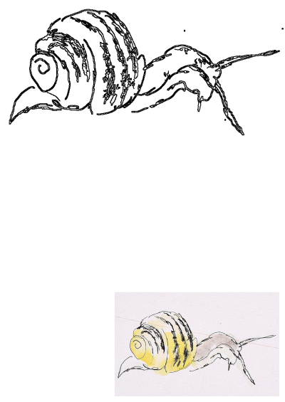 Drawing of a snail featuring a round yellow and black shell. Watercolor style illustration of the garden creature.