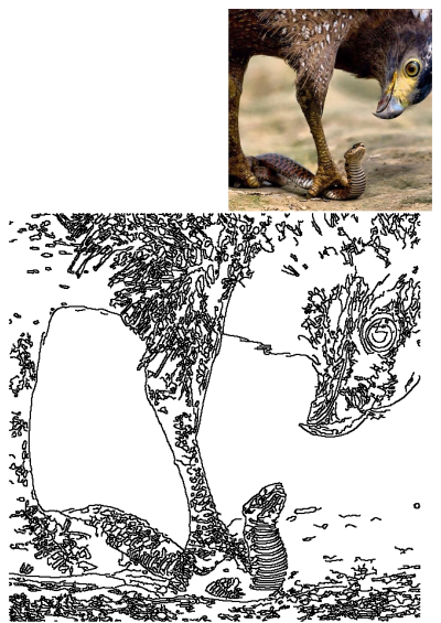 A striking image of a bird with its foot firmly planted on the ground next to a snake. The encounter between these two creatures is captured up close.