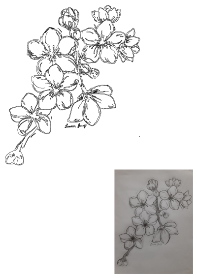 Pencil sketch of a branch full of cherry blossoms and buds, art by Leann Juarez. Delicate and detailed floral drawing.