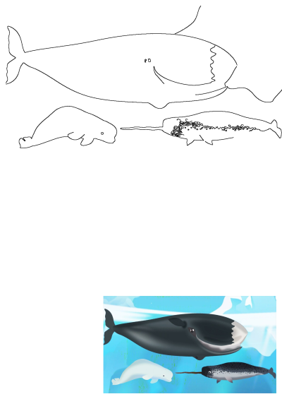Cartoon illustration featuring three aquatic animals in the water. The image includes a whale, a beluga and a narwhal.
